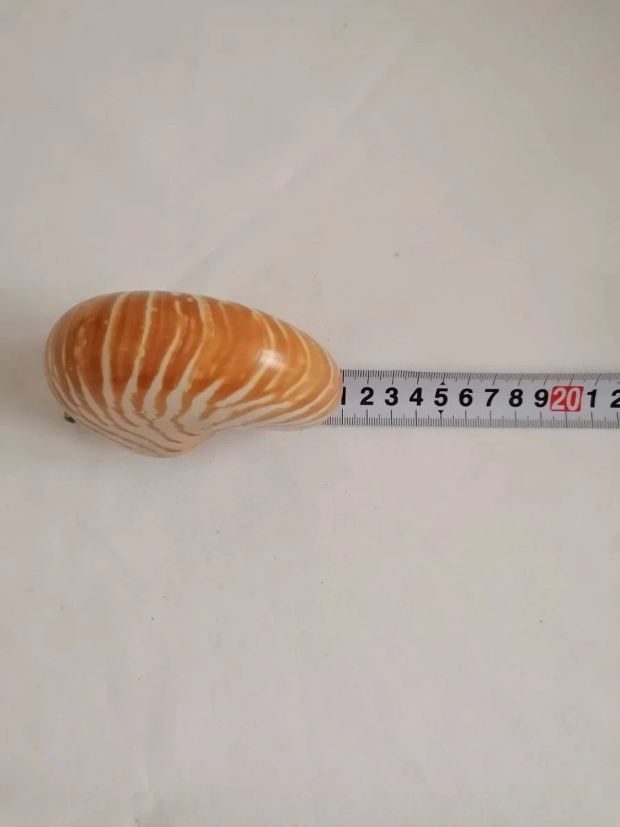 Vendora ΚΟΧΥΛΙΑ Sea Shell Fossil Snail Orange White 11cm 6 Vendora ΚΟΧΥΛΙΑ Sea Shell Fossil Snail Orange White 11cm - Image 4