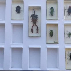 Vendora Ζωύφια Συλλογή 21 τεμαχια -vendora shop b841877f4707ec107d07f42021765a4757830cdc xl