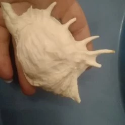 Vendora Κοχύλι θάλασσας!!! -vendora shop b9b12f578fe17a0a4ba37a0b5a4e13bf4c57783e xl