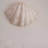 Vendora ΚΟΧΥΛΙΑ Large Horse Hoof Clam Shell One Side Hippopus Hippopus Unique Rare -vendora shop b9d93601ffc96582769122660d7dc64aadbf59b3 xl