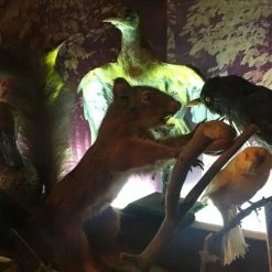 Vendora ΣΥΛΛΟΓΗ ΑΠΟ ΤΑΡΥΧΕΥΜΕΝΑ ΠΟΥΛΙΑ & ΜΙΚΡΟΖΩΑ 20 Vendora ΣΥΛΛΟΓΗ ΑΠΟ ΤΑΡΥΧΕΥΜΕΝΑ ΠΟΥΛΙΑ & ΜΙΚΡΟΖΩΑ -vendora shop bb278f35e30ae75d9ff10a3b6ed3a3cc5eb12b64 xl