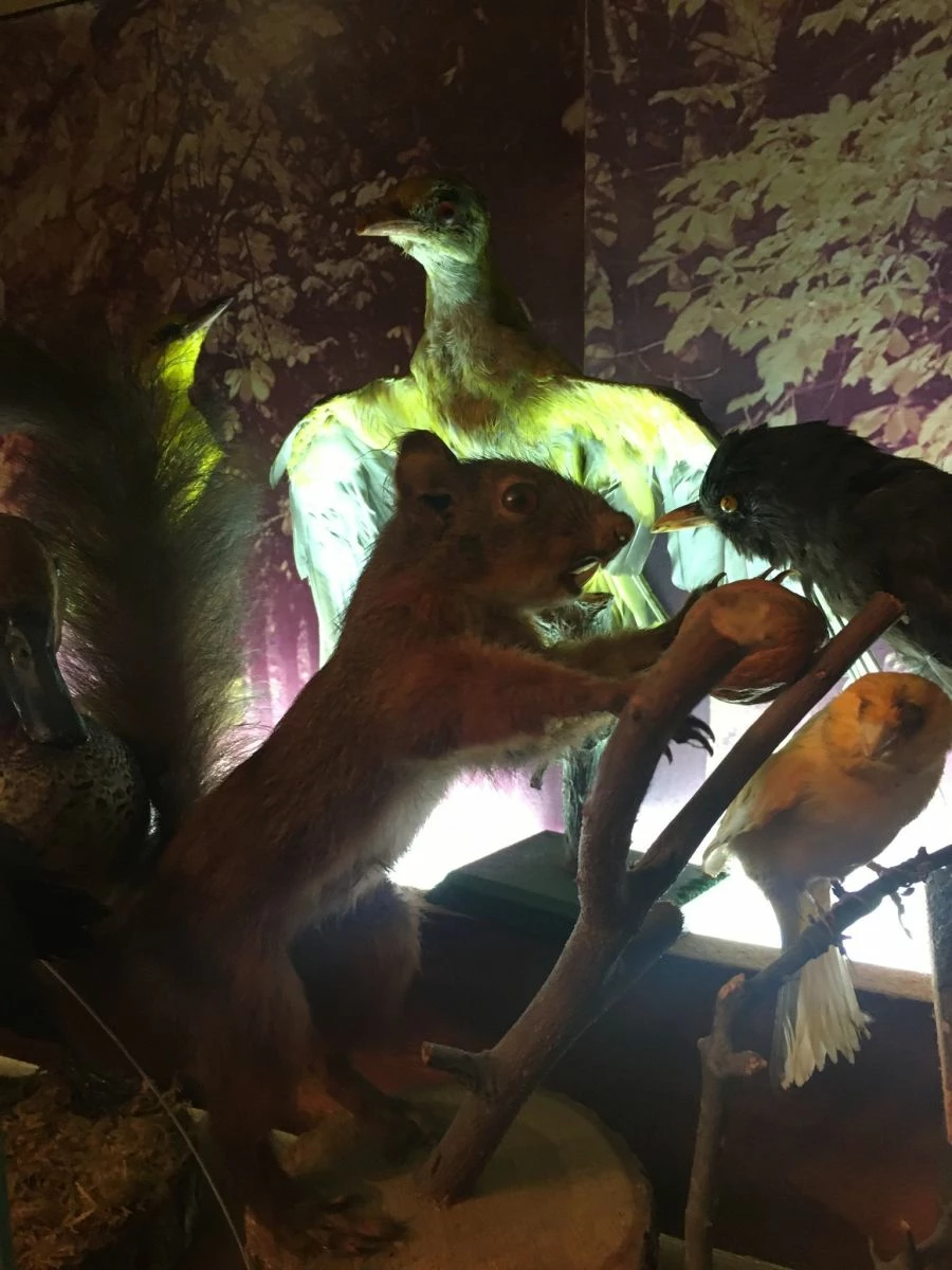 Vendora ΣΥΛΛΟΓΗ ΑΠΟ ΤΑΡΥΧΕΥΜΕΝΑ ΠΟΥΛΙΑ & ΜΙΚΡΟΖΩΑ 9 Vendora ΣΥΛΛΟΓΗ ΑΠΟ ΤΑΡΥΧΕΥΜΕΝΑ ΠΟΥΛΙΑ & ΜΙΚΡΟΖΩΑ - Image 7