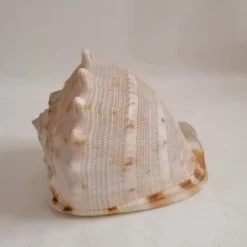 Vendora ΚΟΧΥΛΙΑ Natural Big Sea Shells Snail Wanbao Conch Helmet Shell 10 Vendora ΚΟΧΥΛΙΑ Natural Big Sea Shells Snail Wanbao Conch Helmet Shell -vendora shop bbf8f29035d8663d35158a426b2652834f8e3962 xl
