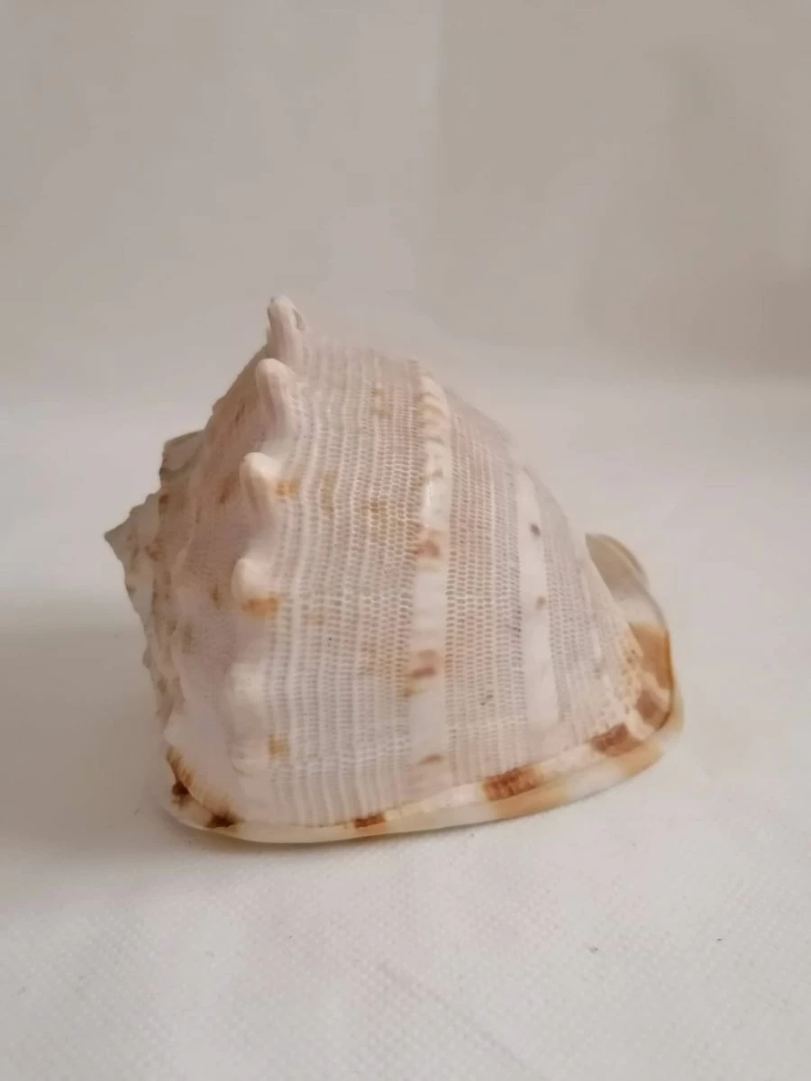 Vendora ΚΟΧΥΛΙΑ Natural Big Sea Shells Snail Wanbao Conch Helmet Shell 4 Vendora ΚΟΧΥΛΙΑ Natural Big Sea Shells Snail Wanbao Conch Helmet Shell - Image 2