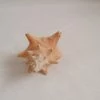 Vendora ΚΟΧΥΛΙΑ Natural Conch Shell Dragon Head Snail 10cm -vendora shop bc49be2cf740e48ba1facc4cd43bbdcf584c3cda xl