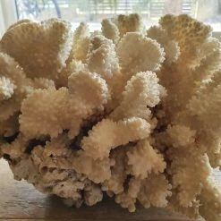 Vendora Μεγαλο φυσικο κοραλλι 5.1kg -vendora shop bd11a204d5592c39ce6ecedd742cf2aaf561af16 xl