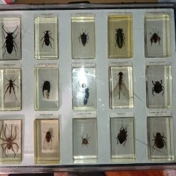 Vendora Συλλογή εντόμων DeAgostini 1