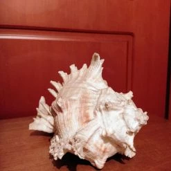 Vendora ΚΟΧΥΛΙ ΔΙΑΚΟΣΜΗΤΙΚΟ 25 ΕΚ ΒΑΡΟΥΣ 950 ΓΡΑΜΜΑΡΙΩΝ -vendora shop bf10338144cffc19816c7d22dda733f88caf3819 xl