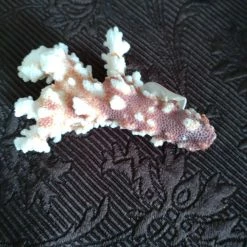 Vendora κοράλλι διακοσμητικό -vendora shop bf78eb31e2257af67dddd639c68c43b664c048a8 xl