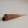 Vendora ΚΟΧΥΛΙΑ Natural Conch Shell Cony 13,5cm -vendora shop bf849ea8ed8cfc57f4c701690cbd5a1c236f8aad xl