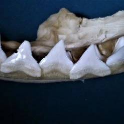 Vendora Σιαγόνα με δόντια καρχαρία σκελετός -vendora shop bfe4adcb7862106294ef4b3c1cef012c6d459080 xl