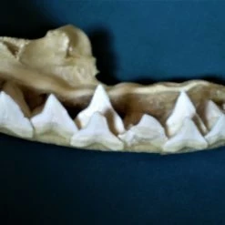 Vendora Σιαγόνα με δόντια καρχαρία σκελετός -vendora shop bfea20c946464505c67b63397dc3eb4332b6e245 xl