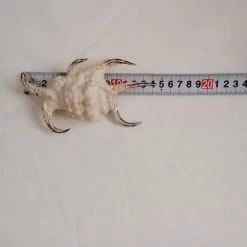 Vendora ΚΟΧΥΛΙΑ Natural Conch Shells 14,5 Cm Natural Water Conch Shells Hexagonal -vendora shop c00f2351c2fc98da7c2612da93518baa67c698fb xl