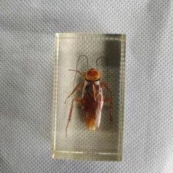 Vendora ΕΠΙΤΡΑΠΈΖΙΑ ΔΙΑΚΟΣΜΗΤΙΚΆ ΜΕ ΑΡΘΡΟΠΟΔΑ ΠΕΡΙΚΛΥΟΜΕΝΑ ΜΕ ΓΥΑΛΊ (ΠΑΚΈΤΟ 6 ΤΕΜΑΧΙΑ) -vendora shop c0dc5e6e740ed38fb870f6826a7c12ae372cb683 xl