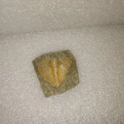 Vendora Φυσικο Απολιθωμα Ασπονδυλο Τριλοβιτης -vendora shop c24907fb47a4f01817ccc9f8c224540f602a3965 xl