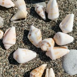 Vendora Κοχύλια 10 Kg -vendora shop c2f766274b69f5a498149ff60c9e7bf1a5656db1 xl