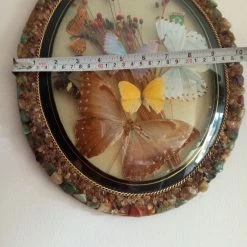 Vendora ΠΕΤΑΛΟΥΔΕΣ ΒΑΛΣΑΜΩΜΕΝΕΣ ΒΡΑΖΙΛΙΑ 1984 -vendora shop c3360a0cc2c40d212d18ea3e440dd3647642c681 xl