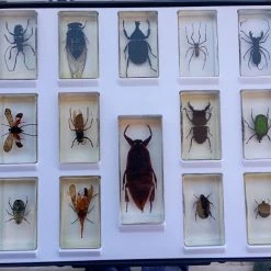 Vendora Ζωύφια Συλλογή 21 τεμαχια