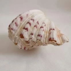 Vendora ΚΟΧΥΛΙΑ Marine Sea Decor 18cm Giant Clam Tridacna Big Conch Natural Craft Ornaments 12 Vendora ΚΟΧΥΛΙΑ Marine Sea Decor 18cm Giant Clam Tridacna Big Conch Natural Craft Ornaments -vendora shop c49c9f3e0f222ac0bcb0379d1af1b780cbc4c59f xl