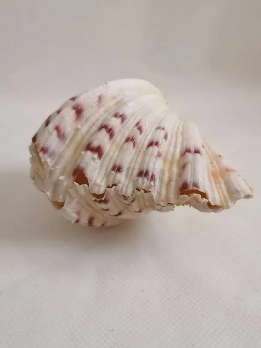 Vendora ΚΟΧΥΛΙΑ Marine Sea Decor 18cm Giant Clam Tridacna Big Conch Natural Craft Ornaments 6 Vendora ΚΟΧΥΛΙΑ Marine Sea Decor 18cm Giant Clam Tridacna Big Conch Natural Craft Ornaments - Image 4