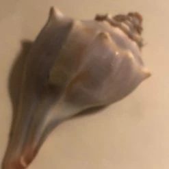 Vendora κοχύλι -vendora shop c4e42a2e739d01b9c1d783d494385691ea4e2a0f xl