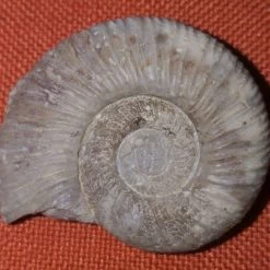 Vendora Απολιθωμένος ναυτιλος -vendora shop c60a4a3e31b470fb34f3e5e381ad65e853076c0b xl