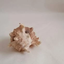 Vendora ΚΟΧΥΛΙΑ Marine Sea Decoration 11,5 Cm Big Conch Natural Ornaments Shell -vendora shop c676e7cb18ec44de7ec5aac3ed48cb6bf8f4d2eb xl