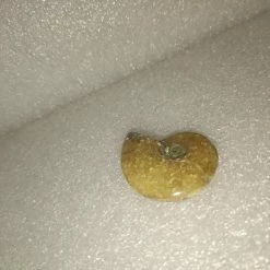 Vendora Απολιθωμα Πετρωμα Κοχυλι Μαδαγασκαρης -vendora shop c6cadaa00d4a088862d3093d3242510828aa93ef xl