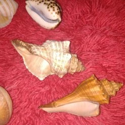 Vendora ΔΙΑΦΟΡΑ ΚΟΧΥΛΙΑ ΓΙΑ ΔΙΑΚΟΣΜΗΣΗ