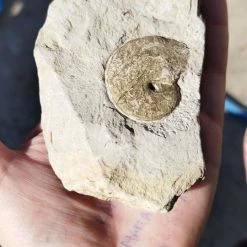 Vendora Απολίθωμα -vendora shop c751b75bc4549eceef0c86978d6024119bf6d388 xl