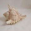 Vendora ΚΟΧΥΛΙΑ Natural Huge, Giant Murex Cone Shell For Your Collection, Beach Home Decor -vendora shop c787dd34d26230bdf9b7ffefc8b62d72bdf9628a xl