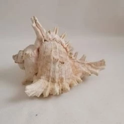 Vendora ΚΟΧΥΛΙΑ Natural Huge, Giant Murex Cone Shell For Your Collection, Beach Home Decor