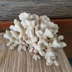 Vendora Μεγαλο φυσικο κοραλλι 5.1kg -vendora shop c9d6eb62b55cd95a344017bae440c783ca4789bc xl