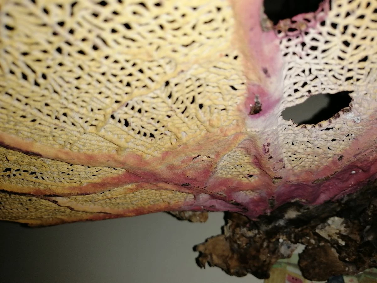 Vendora Φυσικό γνήσιο κοράλλι. 8 Vendora Φυσικό γνήσιο κοράλλι. - Image 6