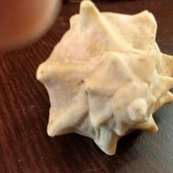 Vendora 12 Κοχύλια της 10ετίας του 1970 -vendora shop ca567ea95178ab722786a945741056f77a0bdacd xl