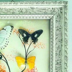 Vendora Συλλογη Πεταλουδες Βαλσαμωμενες σε καδρο του 1973 -vendora shop ca5bd6690817847c200d7a49e7b80e9a140fff13 xl