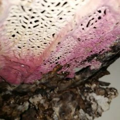 Vendora Φυσικό γνήσιο κοράλλι. 20 Vendora Φυσικό γνήσιο κοράλλι. -vendora shop cb4569db4e6227ff76840591dbab84ef356c3fb0 xl