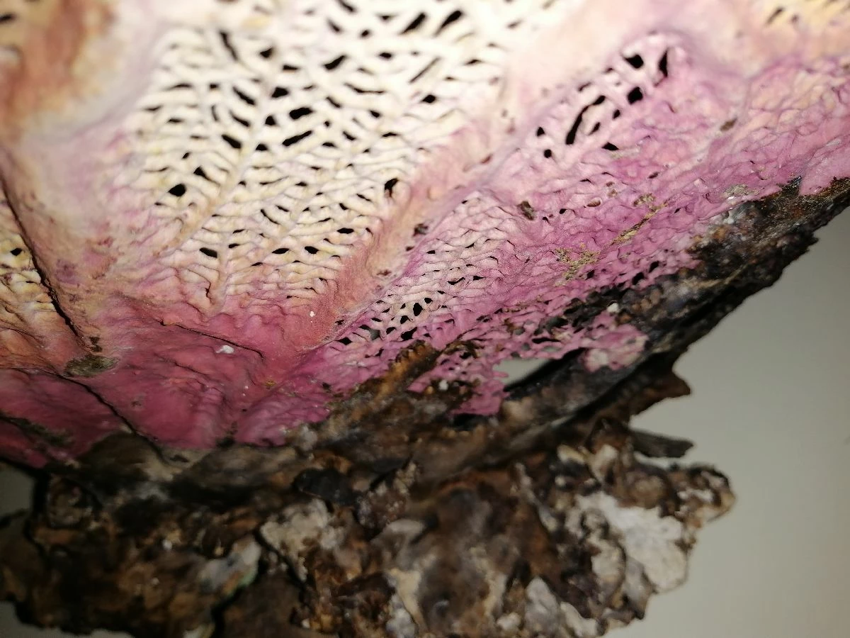 Vendora Φυσικό γνήσιο κοράλλι. 9 Vendora Φυσικό γνήσιο κοράλλι. - Image 7