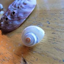 Vendora κοχυλια και διακοσμητικα θαλασσινα 13 Vendora κοχυλια και διακοσμητικα θαλασσινα -vendora shop cba1c91e562ebafe6583b6174cd64461f545e6a6 xl