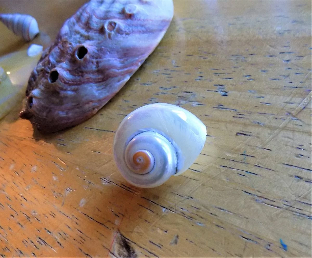 Vendora κοχυλια και διακοσμητικα θαλασσινα 7 Vendora κοχυλια και διακοσμητικα θαλασσινα - Image 5