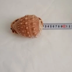 Vendora ΚΟΧΥΛΙΑ Natural Big Sea Shells Snail Wanbao Conch Helmet Shell Νο2 -vendora shop cc420289befe33cf3832c8db8ea80ca9d0a97149 xl