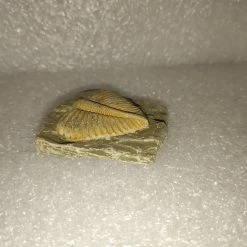 Vendora Φυσικο Απολιθωμα Ασπονδυλο Τριλοβιτης -vendora shop cca69679285232f35a74e84003fdc1755d4c6ef5 xl