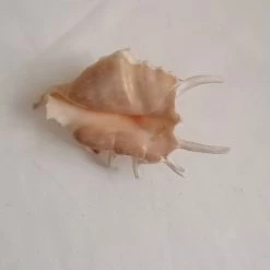 Vendora ΚΟΧΥΛΙΑ Natural Conch Shells Spider Shell 13cm -vendora shop ccdaa2ec4d4a87465dada723053028d95801e21f xl