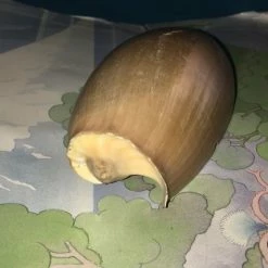 Vendora Κοχύλι θαλασσης -vendora shop cd1f2c766f3c2994e38df292c7cd792cb676011a xl