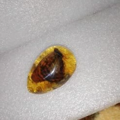 Vendora Πεταλουδα Σε Απομιμηση Κεχριμπαριου -vendora shop cdcfd16203f7413cdc72405d9eb7fca04d5b4e42 xl