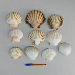 Vendora Κοχυλια.