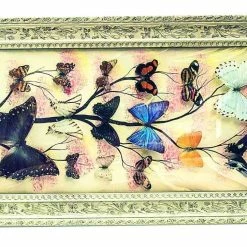 Vendora Συλλογη Πεταλουδες Βαλσαμωμενες σε καδρο του 1973 -vendora shop cf2892ac4fec897661e4176a843fd13aae22ace7 xl