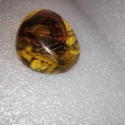 Vendora Πεταλουδα Σε Απομιμηση Κεχριμπαριου -vendora shop d0b7aee513a02e1e5055c4d819e79bd9ec3363ad xl