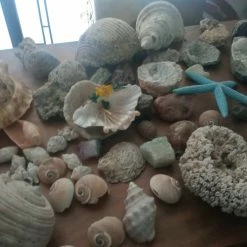 Vendora ΚΟΧΥΛΙΑ ΟΣΤΡΑΚΑ. ΠΕΤΡΩΜΑΤΑ η τιμή είναι για ολα 20 Vendora ΚΟΧΥΛΙΑ ΟΣΤΡΑΚΑ. ΠΕΤΡΩΜΑΤΑ η τιμή είναι για ολα -vendora shop d119e20f2e43fffdcd46b54655b4e2889f81cea5 xl