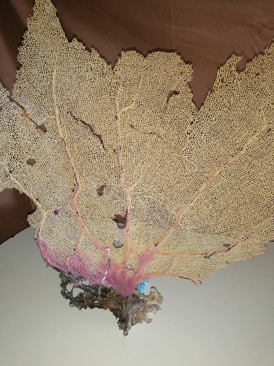 Vendora Φυσικό γνήσιο κοράλλι. 13 Vendora Φυσικό γνήσιο κοράλλι. - Image 11